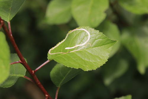 Blackthorn