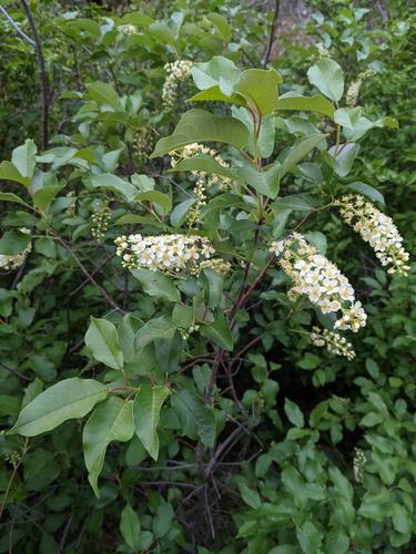 Chokecherry