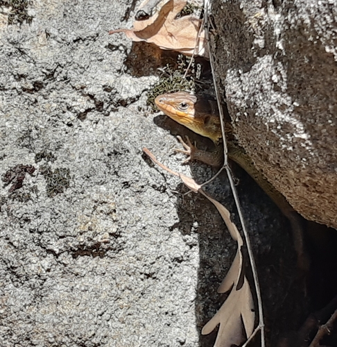 Large Psammodromus
