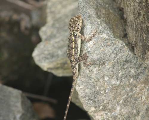 Rock Dragon