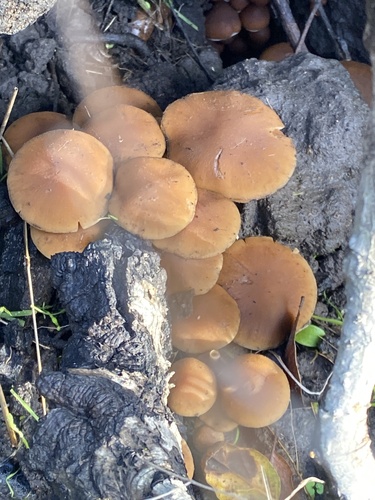 Common Stump Brittlestem