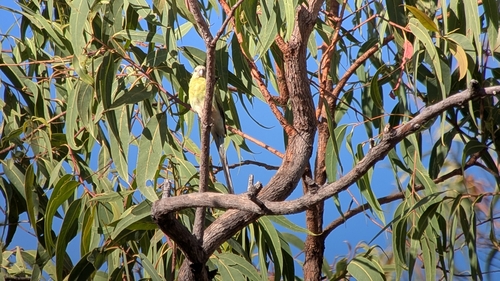 Golden-shouldered Parrot