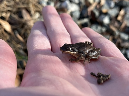 Upland Chorus Frog