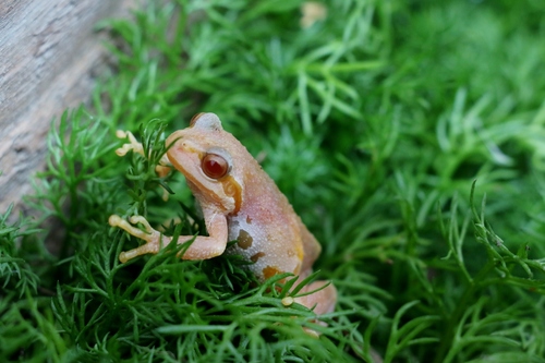 Pacific chorus frog