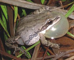 Western Chorus Frog