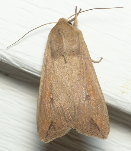 Armyworm Moth