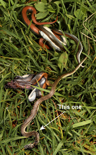 Mole Snake
