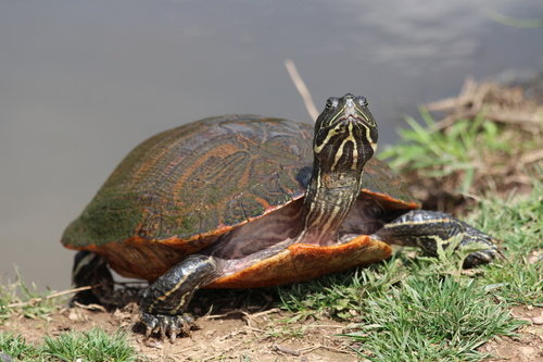 Northern Red-bellied Cooter