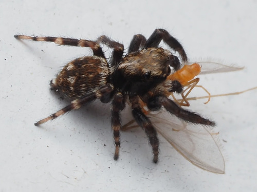 Black-palped Jumping Spider