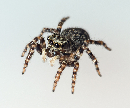 House Jumping Spider
