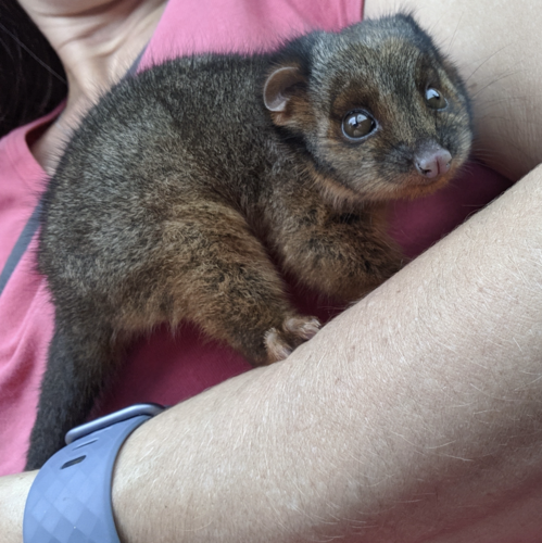 Eastern Ring-tailed Possum