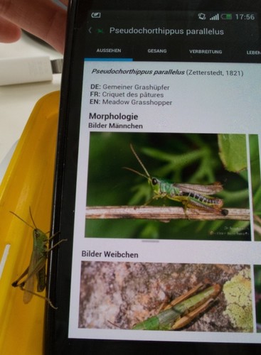 Meadow Grasshopper