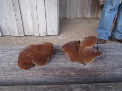 Toothed Jelly Fungus
