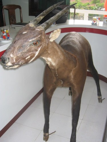 Saola