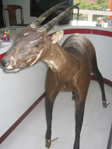 Saola