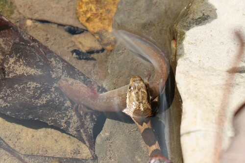 Red Salamander