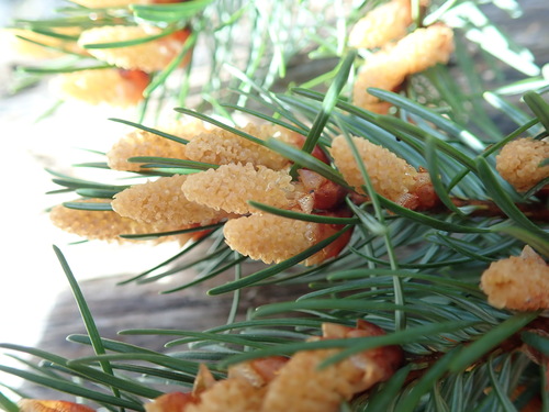 Douglas-fir