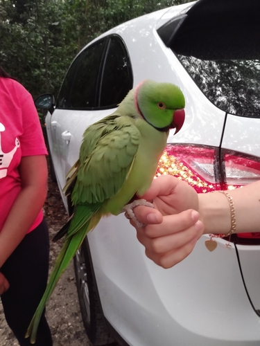 Rose-ringed Parakeet