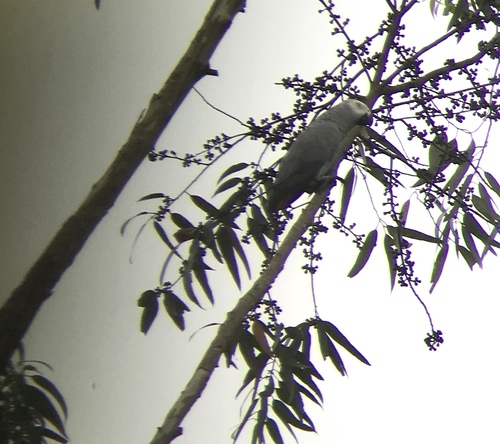 Gray Parrot