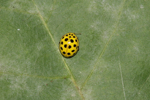 22-spot Ladybird