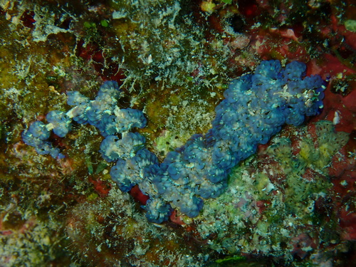 Blue Dragon