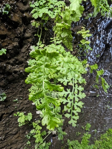 Common bracken