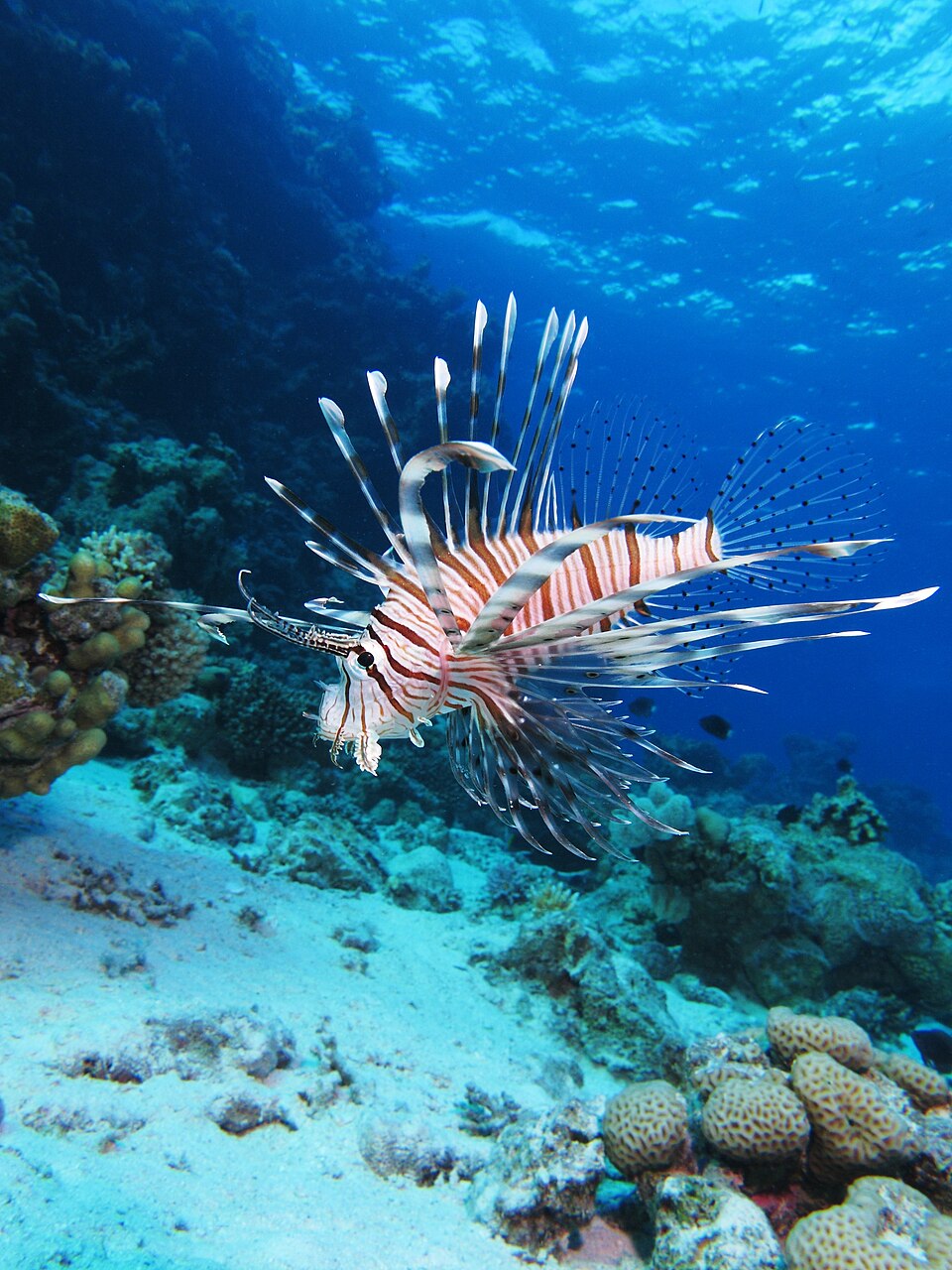 Indian Lionfish