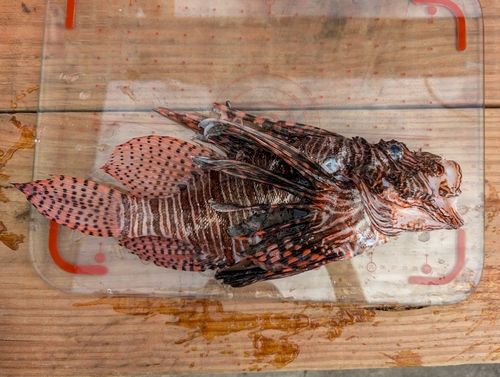 Common Lionfish