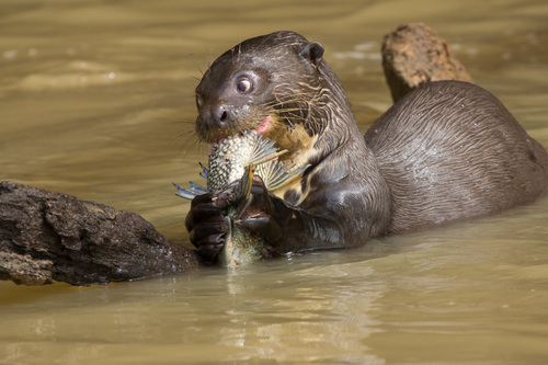 Giant Otter