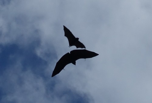 Comoro Flying-fox