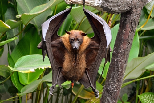 Large Flying-fox