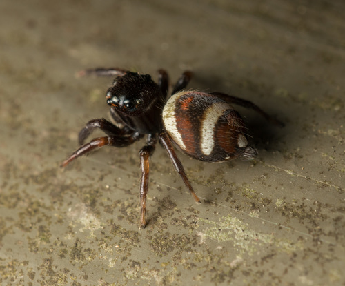 Ptocasius strupifer