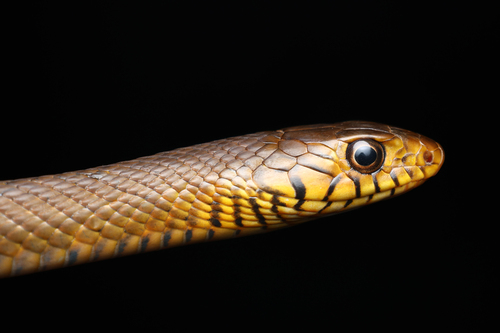 Oriental Rat Snake