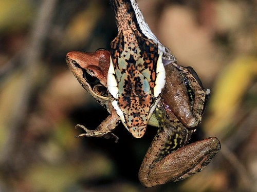 Anchieta's Ridged Frog