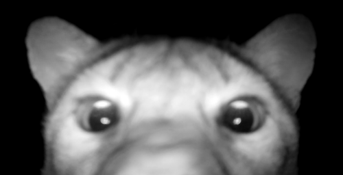 Mountain Lion