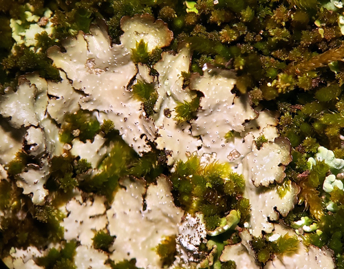 Rough speckled shield lichen