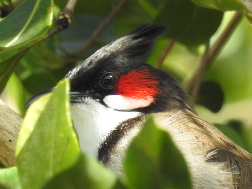 Red-whiskered Bulbul
