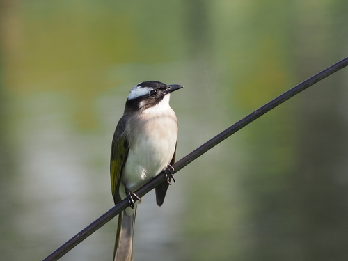 Light-vented Bulbul