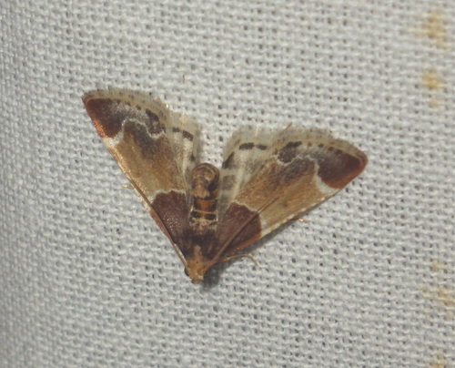 Meal moth