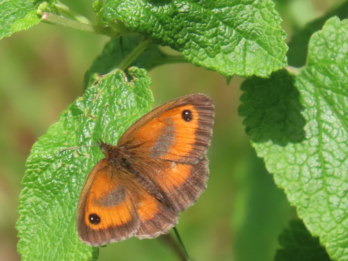 Gatekeeper