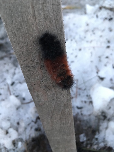 Isabella Tiger Moth