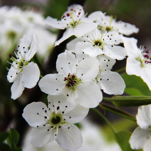 Callery pear