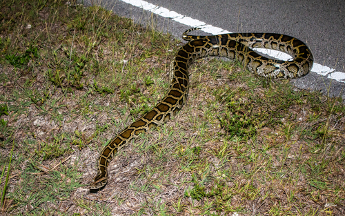 Burmese Python