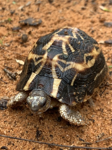 Spider Tortoise