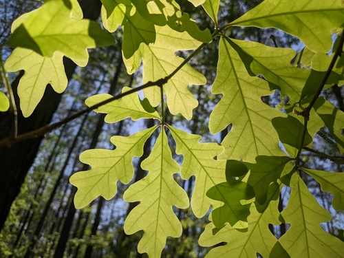 White oak