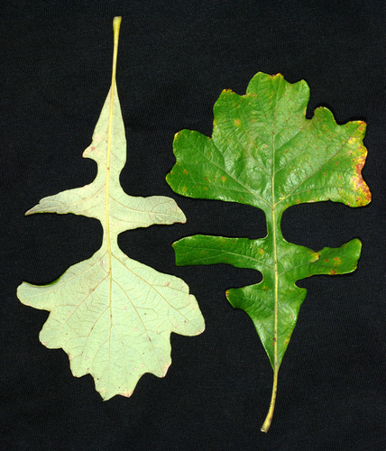 Bur oak