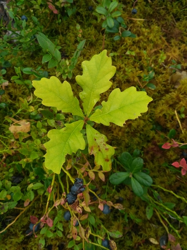 English oak