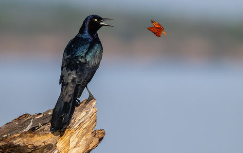 Boat-tailed Grackle