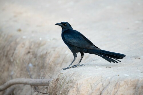 Great-tailed Grackle