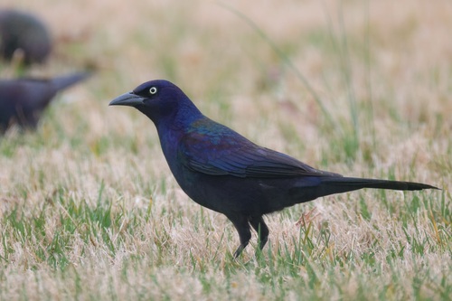 Common Grackle